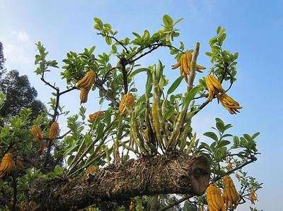 佛手瓜盆景怎么采收与贮藏的方法