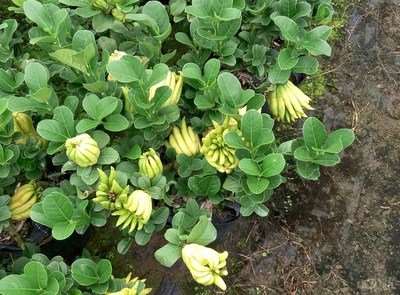 佛手盆景怎么施肥浇水的方法