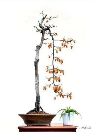 老鸦柿盆景的真菌菌害怎样防治