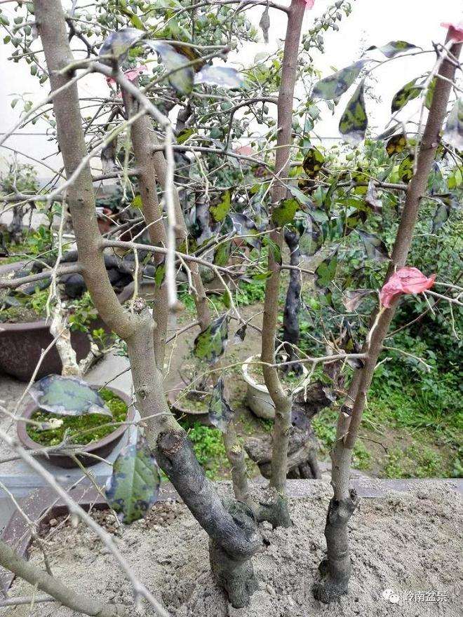 老鸦柿盆景的真菌菌害怎样防治