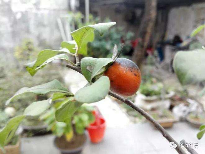 老鸦柿盆景的真菌菌害怎样防治