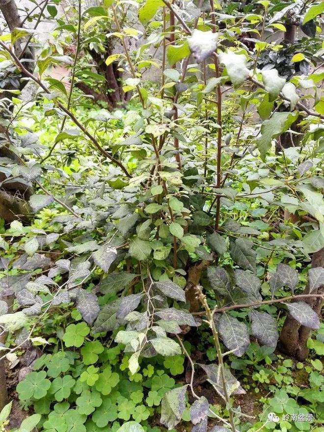 老鸦柿盆景的真菌菌害怎样防治