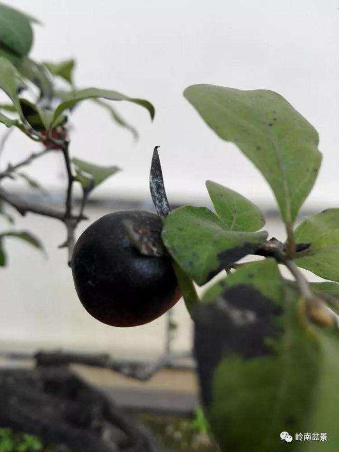 老鸦柿盆景的真菌菌害怎样防治