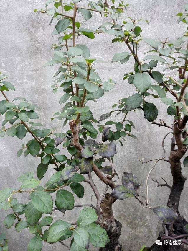 老鸦柿盆景的真菌菌害怎样防治