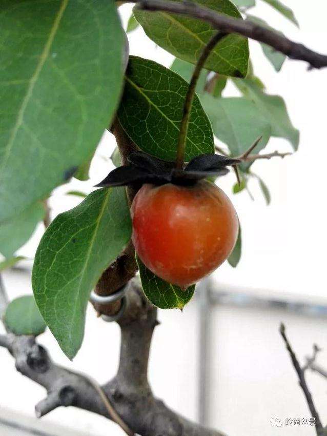 老鸦柿盆景的真菌菌害怎样防治