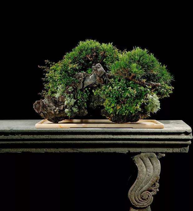 图解 怎么给粗壮的盆景枝条缠绕金属丝