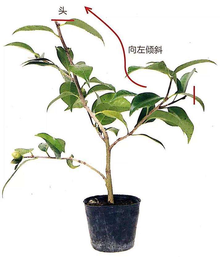 图解 怎么给粗壮的盆景枝条缠绕金属丝