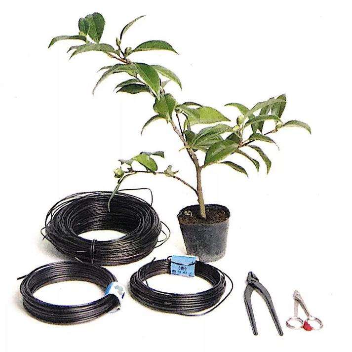 图解 怎么给粗壮的盆景枝条缠绕金属丝