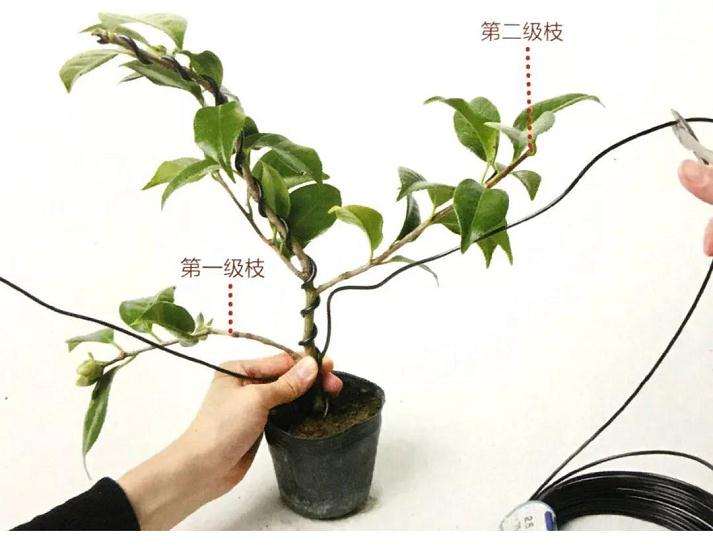 图解 怎么给粗壮的盆景枝条缠绕金属丝