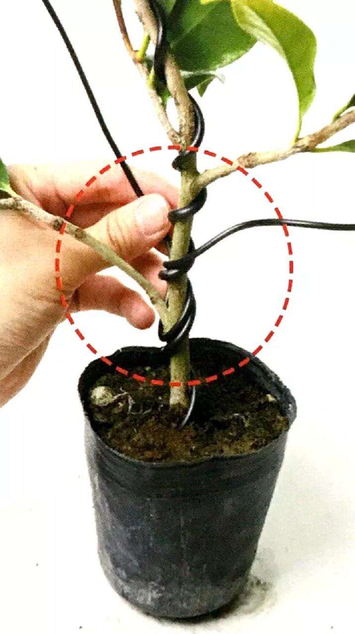 图解 怎么给粗壮的盆景枝条缠绕金属丝