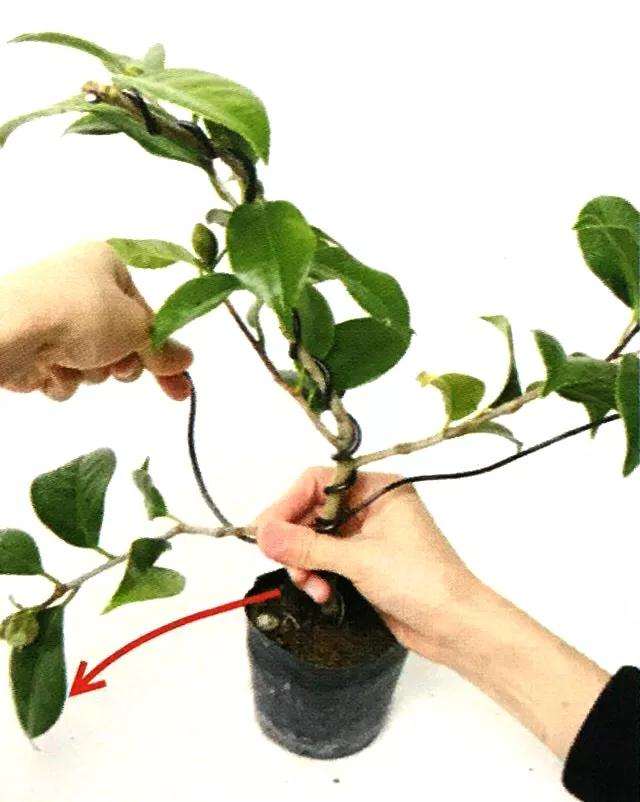 图解 怎么给粗壮的盆景枝条缠绕金属丝