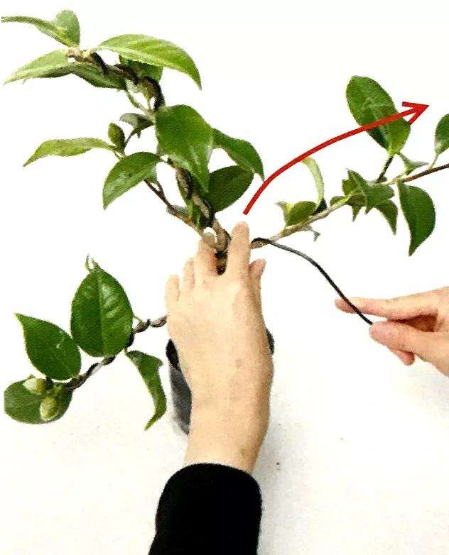 图解 怎么给粗壮的盆景枝条缠绕金属丝