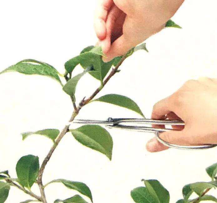 图解 怎么给粗壮的盆景枝条缠绕金属丝