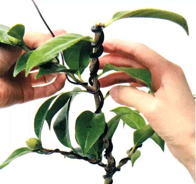 图解 怎么给粗壮的盆景枝条缠绕金属丝