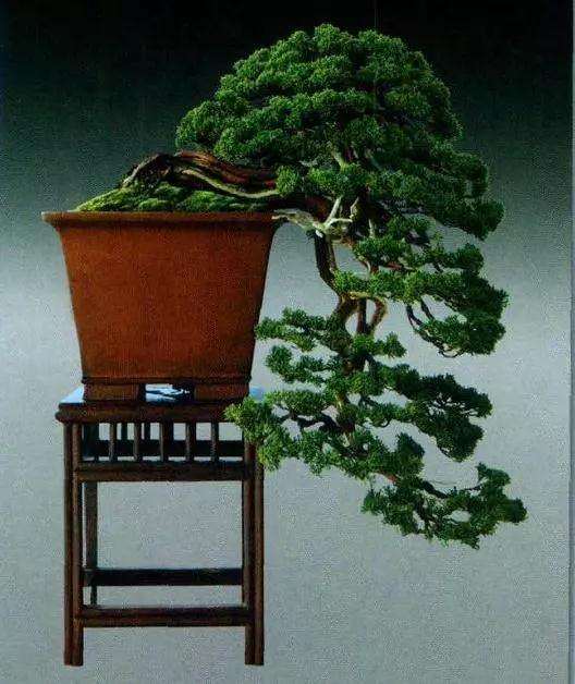 全悬崖式和半悬崖式盆景有什么区别