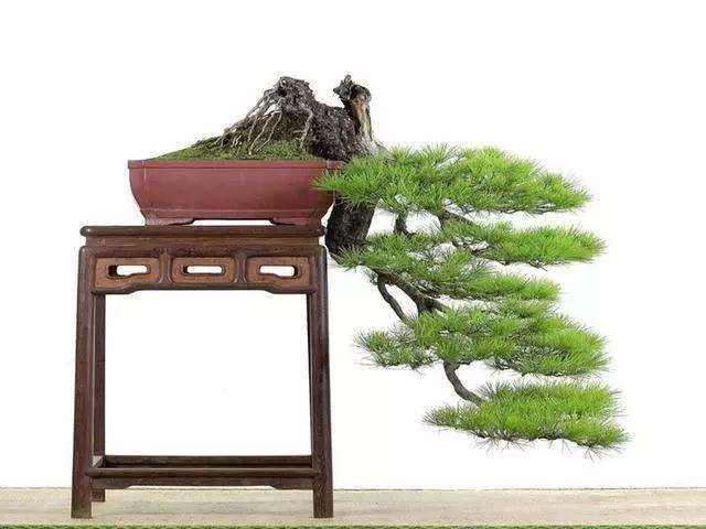 全悬崖式和半悬崖式盆景有什么区别