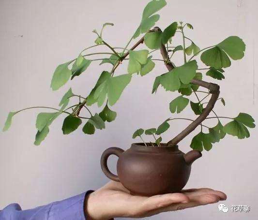 怎么在紫砂壶里制作盆景的方法