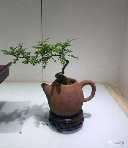 怎么在紫砂壶里制作盆景的方法