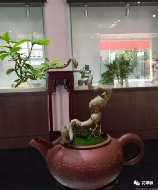 怎么在紫砂壶里制作盆景的方法