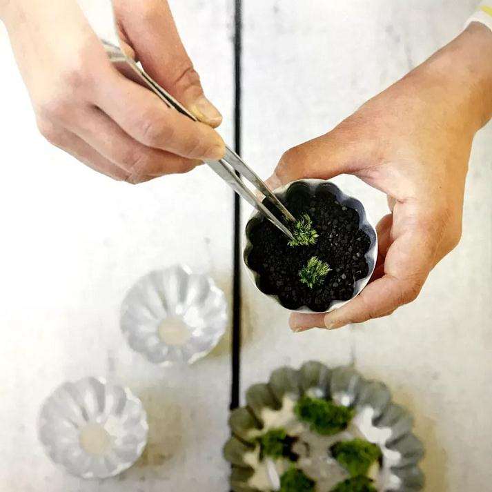 盆景苔藓怎么繁殖的方法