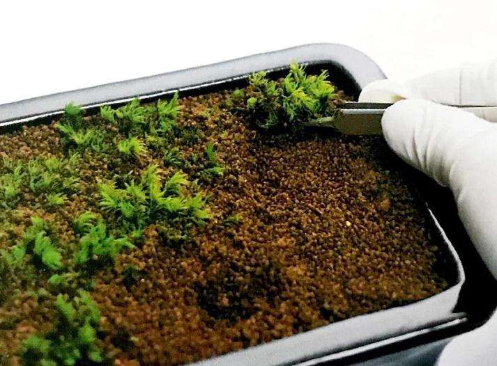 盆景苔藓怎么繁殖的方法