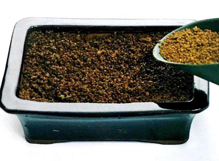 盆景苔藓怎么繁殖的方法