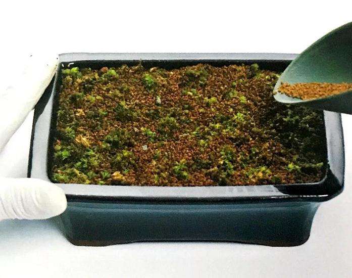 盆景苔藓怎么繁殖的方法