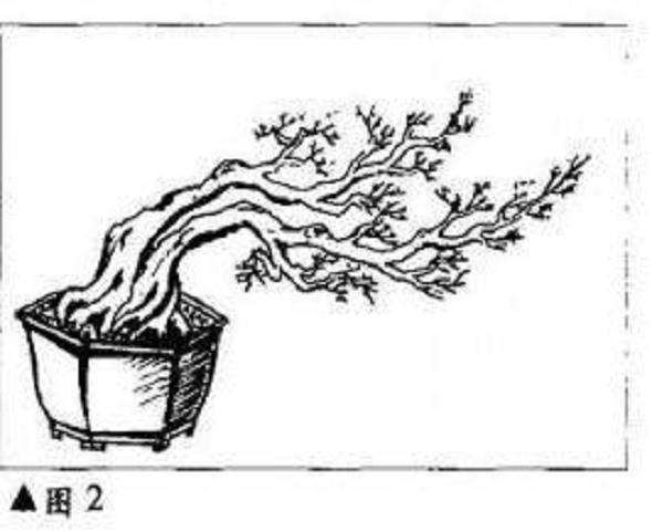 图解 临水式树木盆景怎么制作造型
