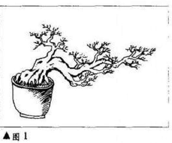 图解 临水式树木盆景怎么制作造型