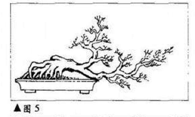 图解 临水式树木盆景怎么制作造型