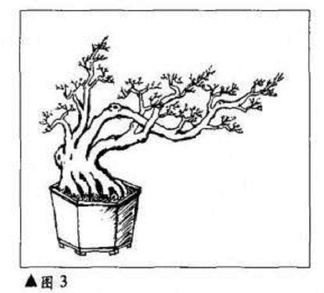 图解 临水式树木盆景怎么制作造型