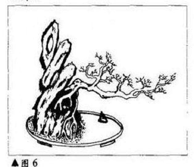 图解 临水式树木盆景怎么制作造型