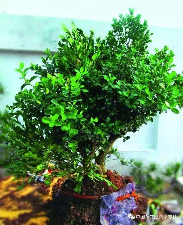 怎么制作黄杨球双干自然式盆景