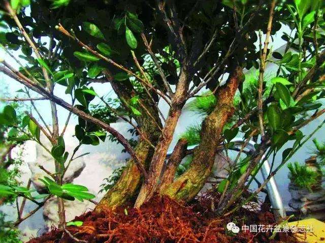 怎么制作黄杨球双干自然式盆景