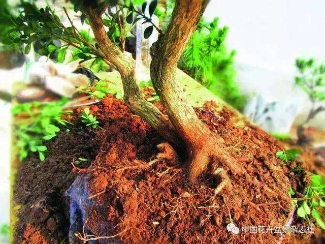 怎么制作黄杨球双干自然式盆景