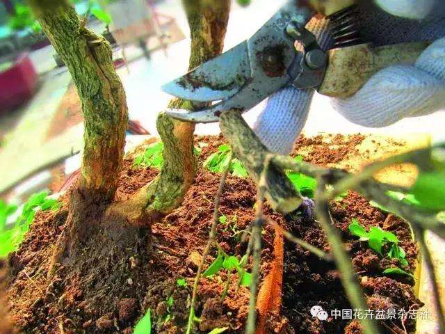 怎么制作黄杨球双干自然式盆景