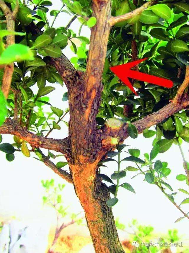 怎么制作黄杨球双干自然式盆景