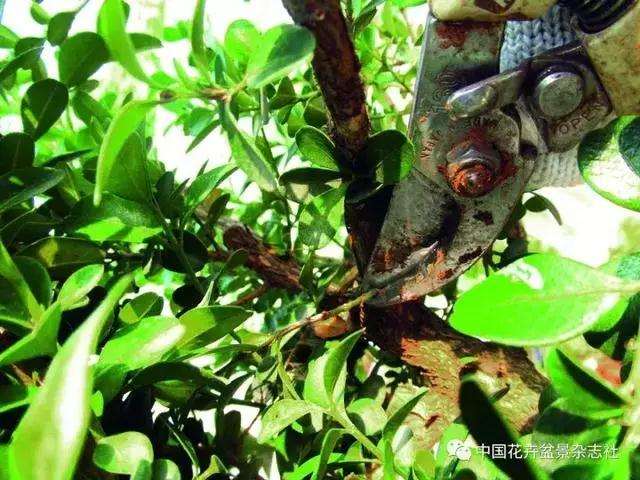 怎么制作黄杨球双干自然式盆景