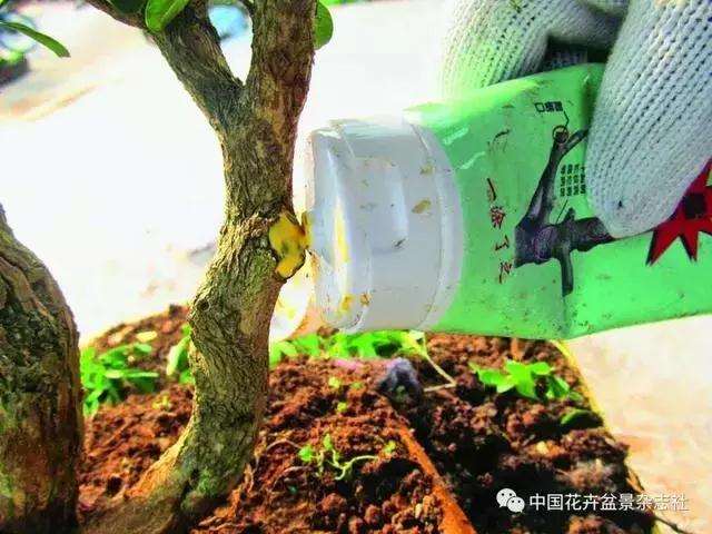 怎么制作黄杨球双干自然式盆景