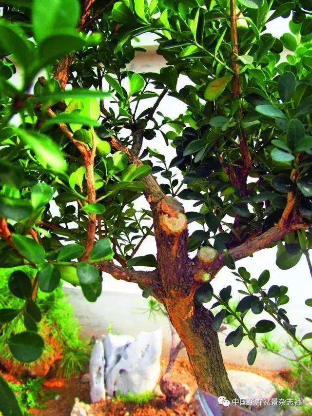 怎么制作黄杨球双干自然式盆景