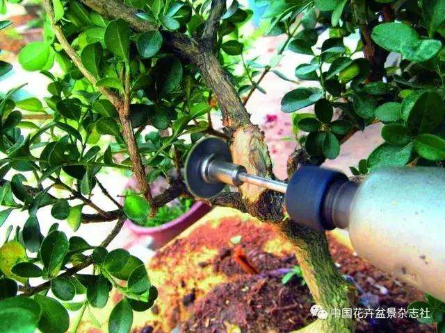 怎么制作黄杨球双干自然式盆景