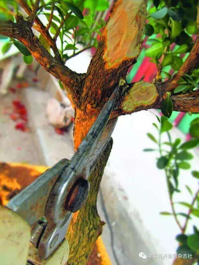 怎么制作黄杨球双干自然式盆景