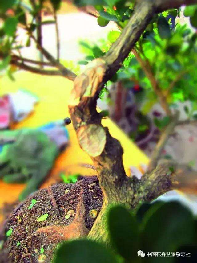 怎么制作黄杨球双干自然式盆景