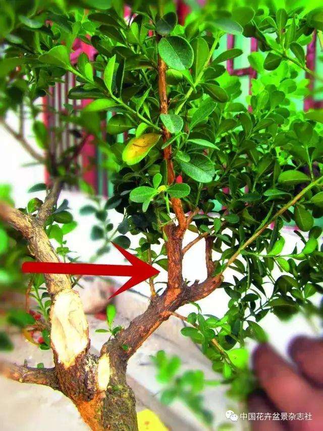 怎么制作黄杨球双干自然式盆景