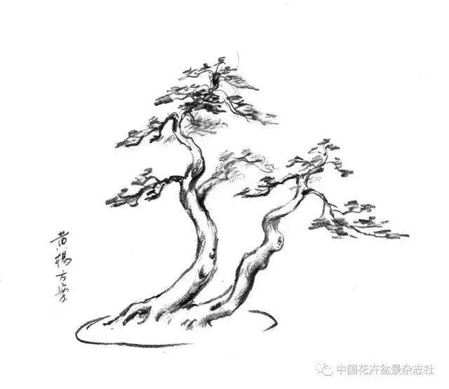 怎么制作黄杨球双干自然式盆景