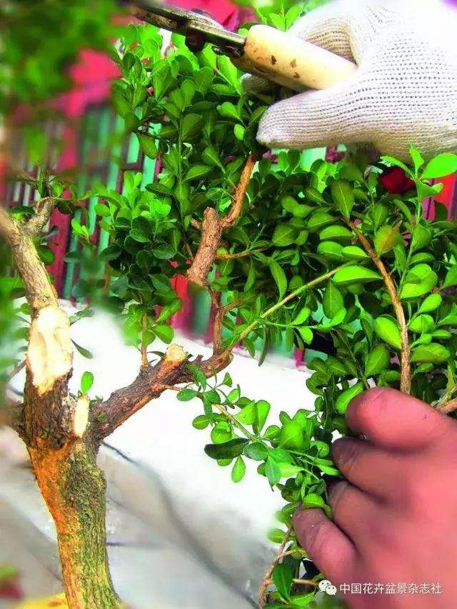 怎么制作黄杨球双干自然式盆景