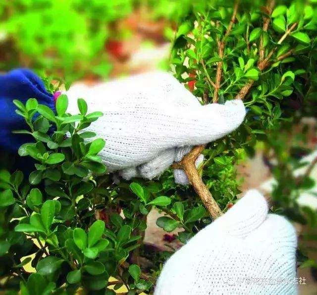 怎么制作黄杨球双干自然式盆景