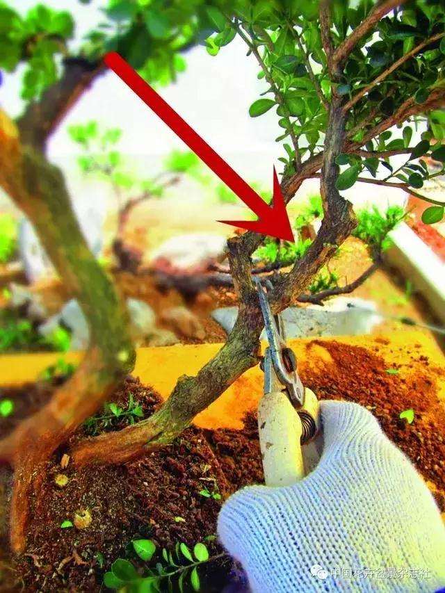 怎么制作黄杨球双干自然式盆景