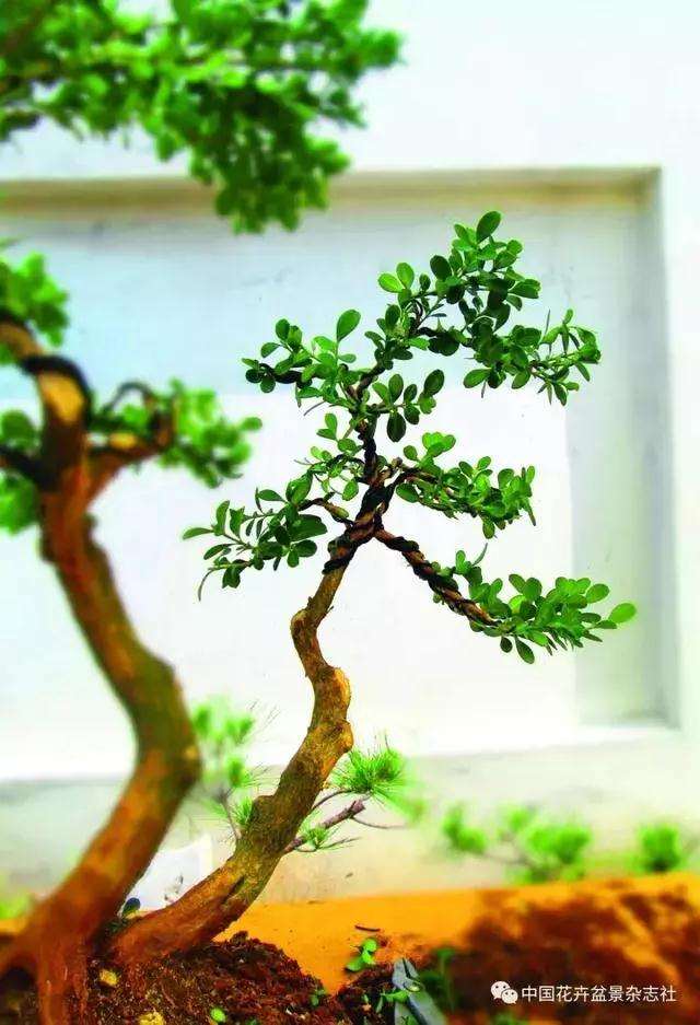 怎么制作黄杨球双干自然式盆景