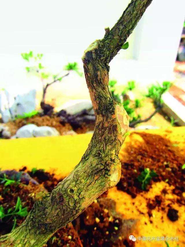 怎么制作黄杨球双干自然式盆景